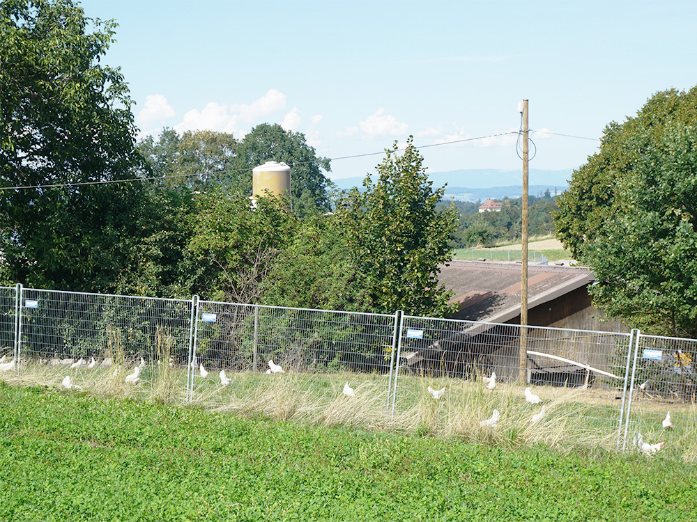 Zaun mit Stall und Schloss Heitenried