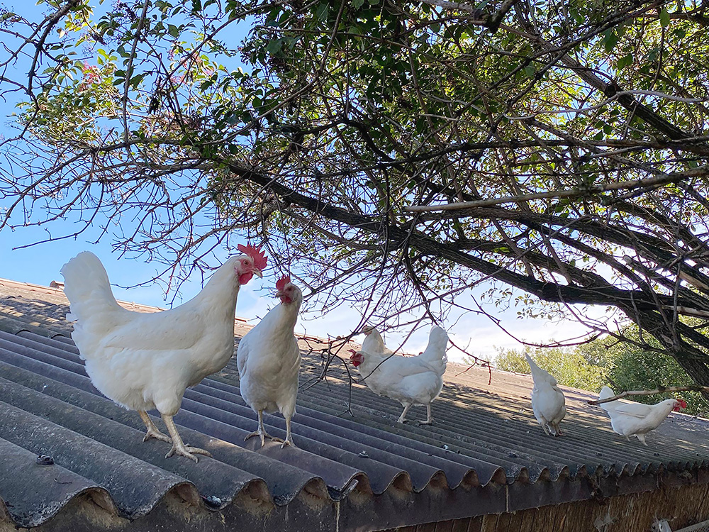 Hühner auf dem Dach